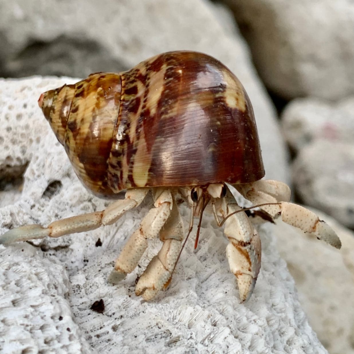 おしゃれムラサキオカヤドカリ ホワイト系 | 海水魚図鑑（過去入荷