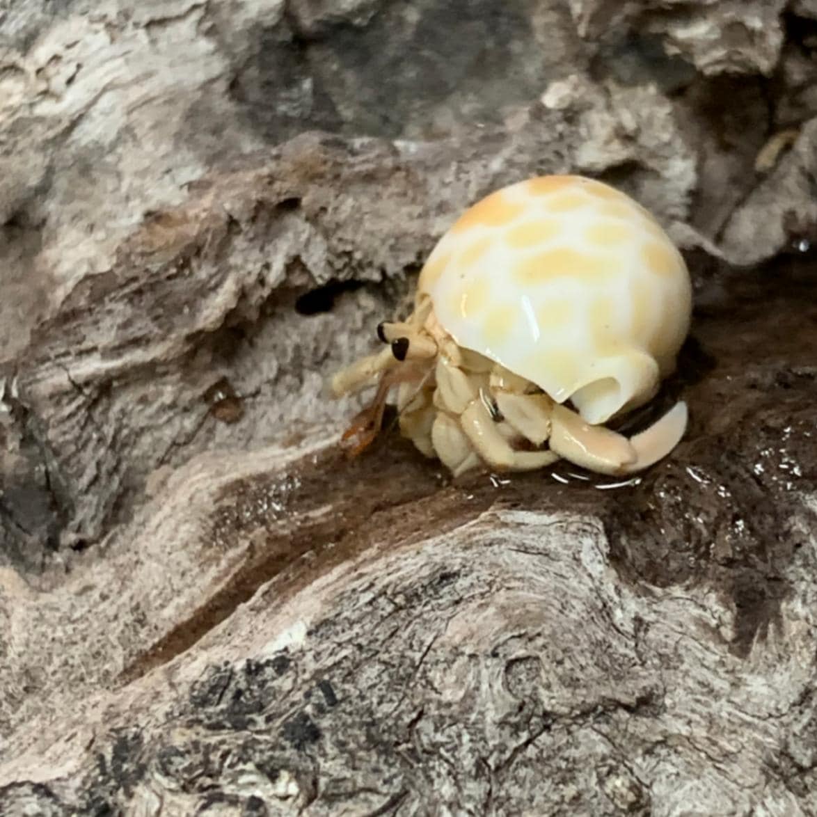 ヤドカリ引越用貝殻 ミニバイガイ入りSS-Sセット001【日時指定OK!宅配