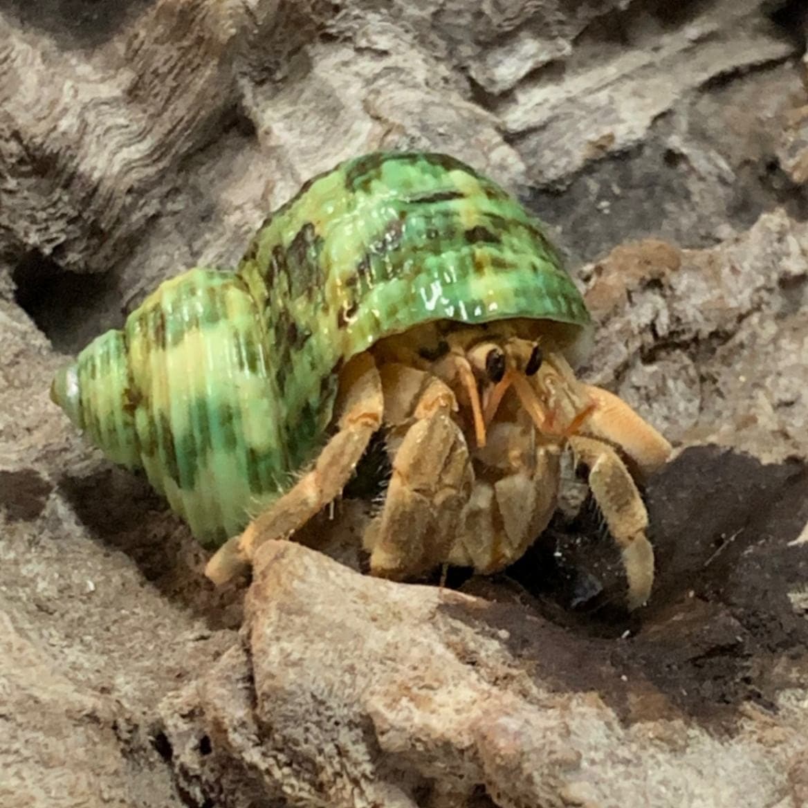 ぽかぽか♪オカヤドカリ飼育セット30【ガジュマル付+白いサンゴ砂