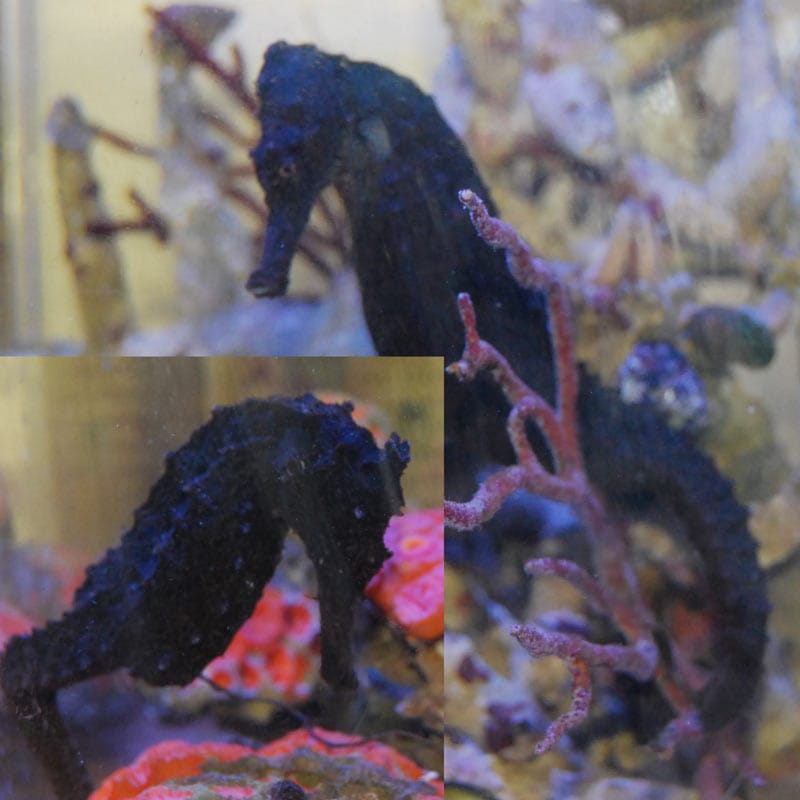干支の「辰」にちなみ“タツノオトシゴ”を水族館で展示…一番「竜
