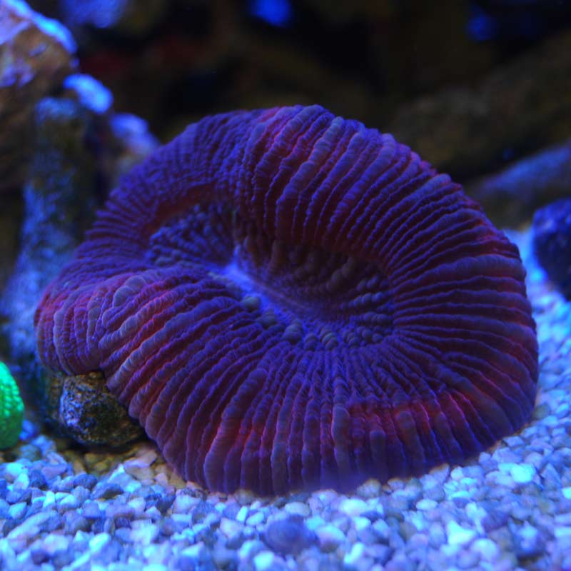 オオバナサンゴ 海水魚図鑑 過去入荷 サンゴ イソギンチャク ハードコーラル やどかり屋