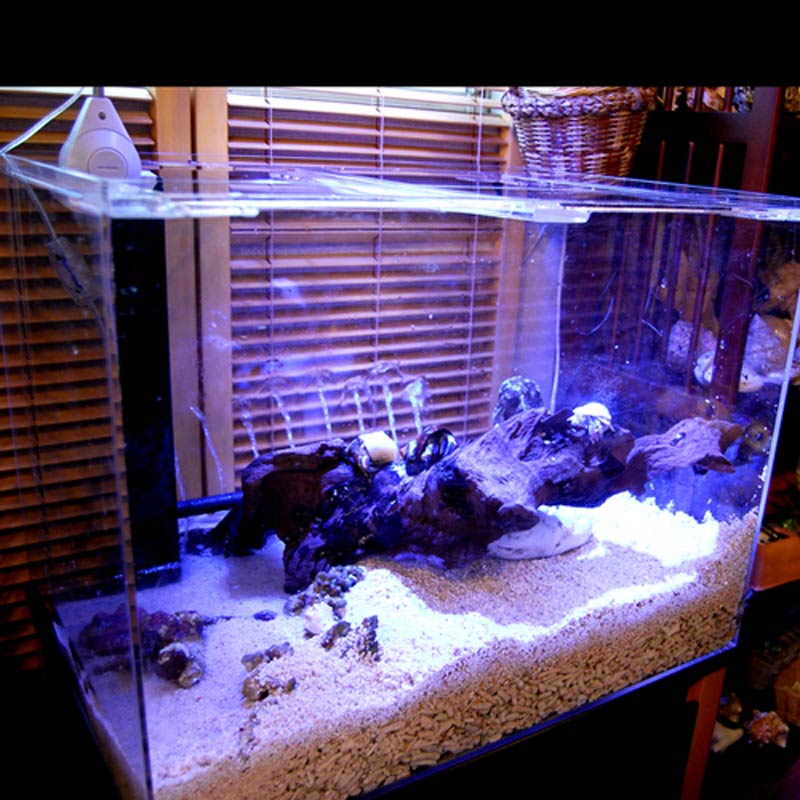 脚濃いめ ムラサキオカヤドカリさん【Lサイズ】 | 海水魚図鑑