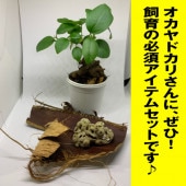 オカヤドカリさん用ガジュマル+ヤシ皮+海綿ミニセット【3点ミニセット】　お得♪