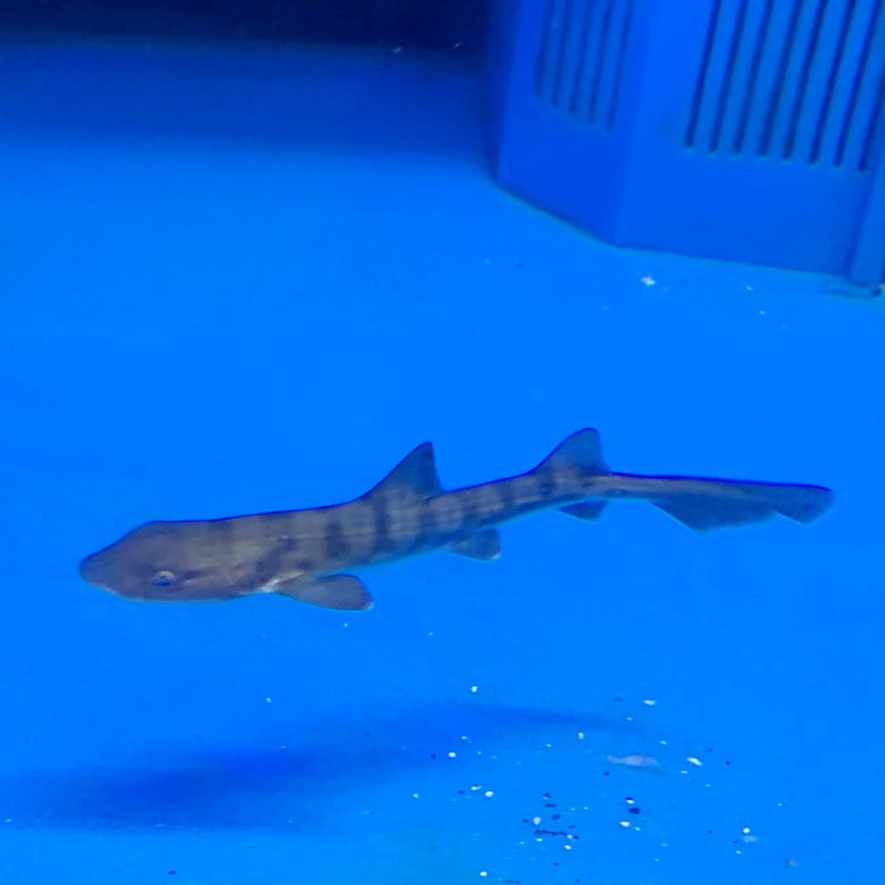 ドチザメ ベビー 生体 海水魚 観賞魚 ドチザメ ベビー 生体 海水魚 観賞魚