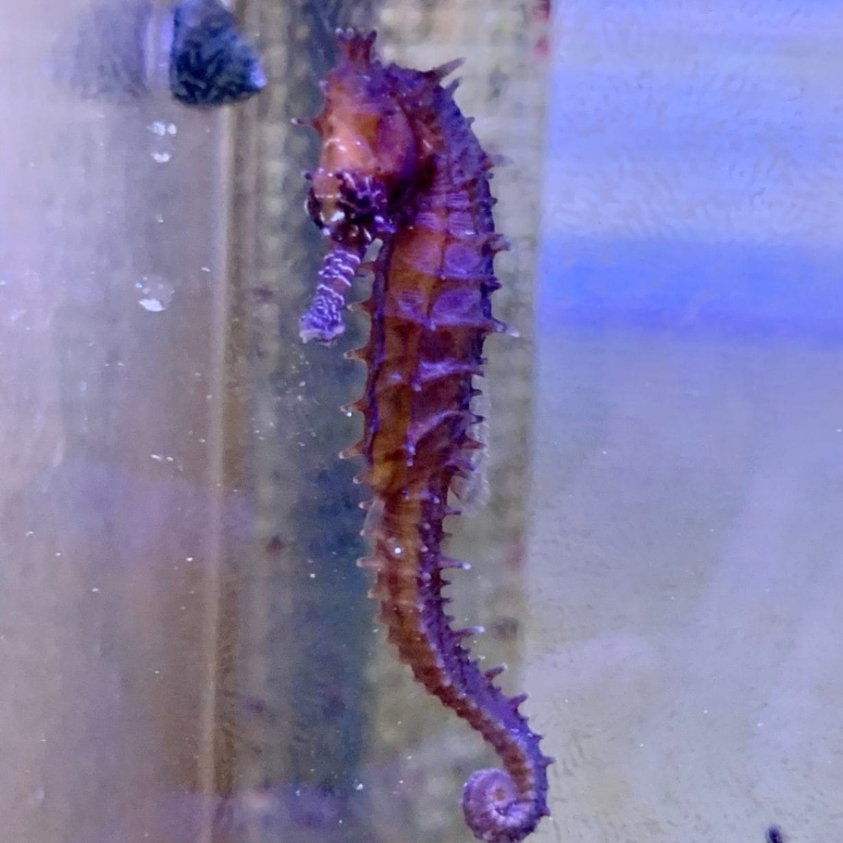 ゼブラスナウトシーホース Barbour's seahorse 【ブリード】 | 海水魚