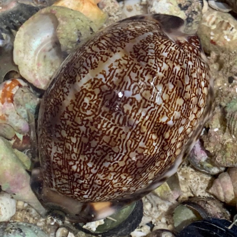 ヤクシマダカラ 海水魚 貝 ウミウシ ナマコ やどかり屋