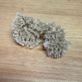 天然海綿【012】