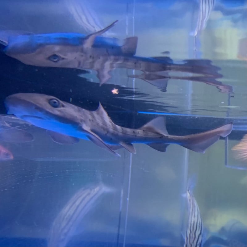 ドチザメ ベビー 生体 海水魚 観賞魚