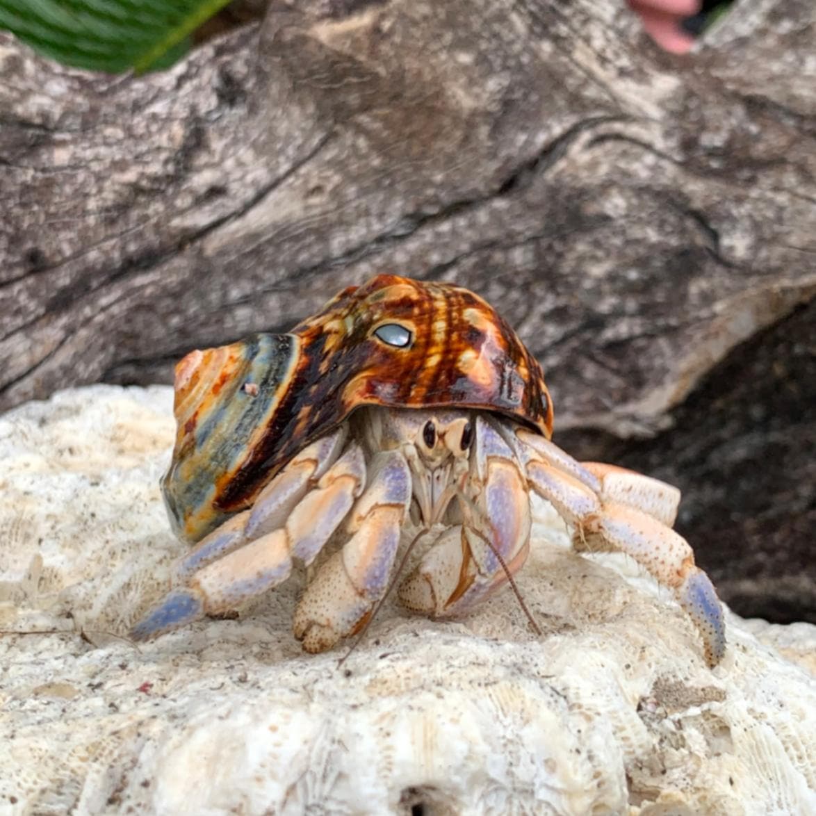 サイズオーダー貝殻セット→商品説明確認してください。 | 貝殻