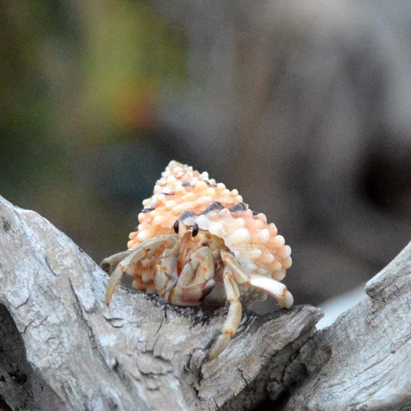 サイズオーダー貝殻セット→商品説明確認してください。 | 貝殻