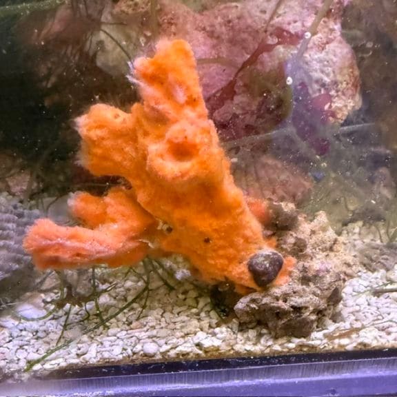 ジュウイチトゲコブシガニ【セブ産】 | 海水魚図鑑（過去入荷）,甲殻類