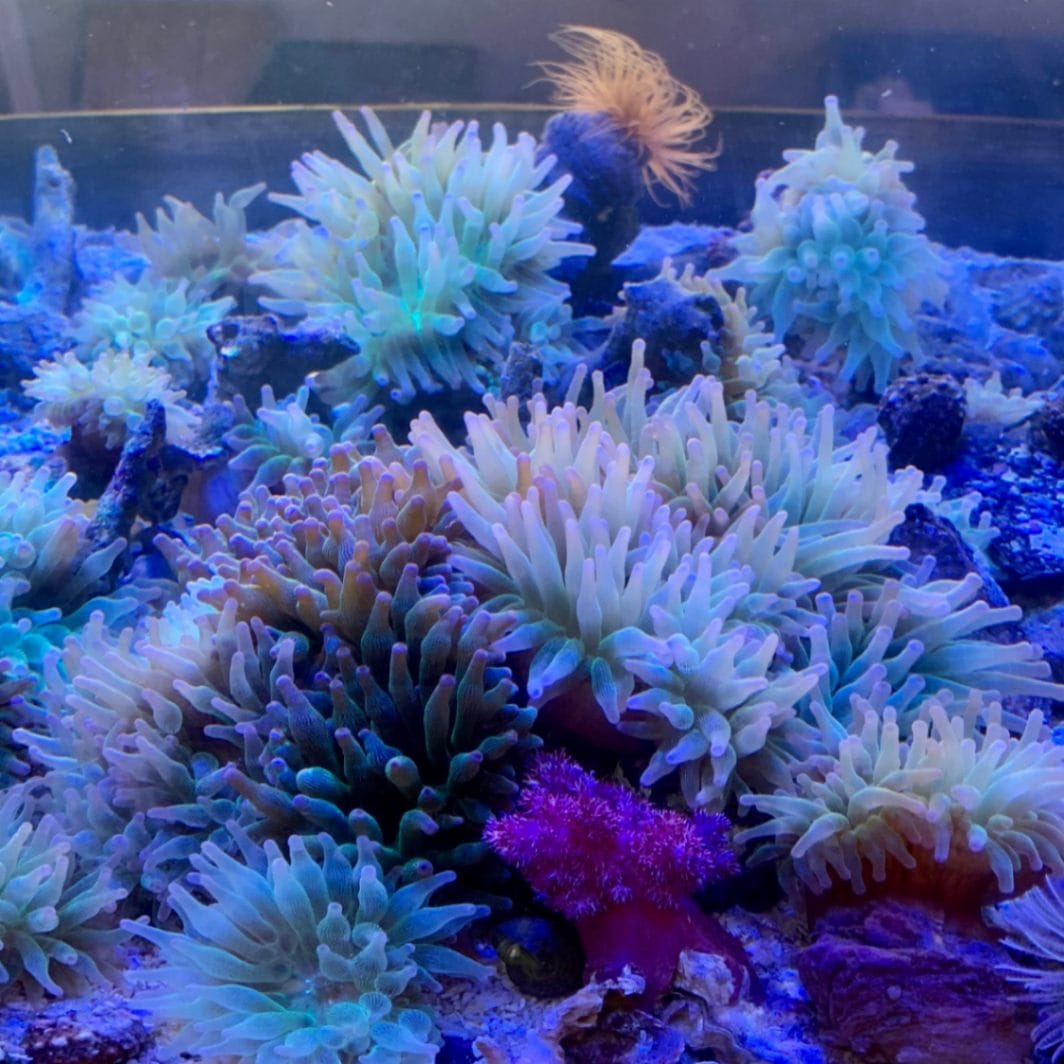 ライブロック約13×10cm 特大イソギンチャク付き ライブロック約13×10cm 特大イソギンチャク付き