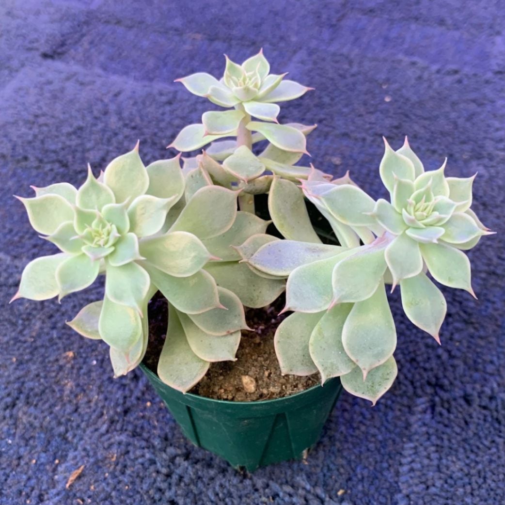 多肉植物 マーガレットレッピン 小苗セット 農園直売 多肉植物 寄せ植え エケベリア属 マーガレットレッピン錦