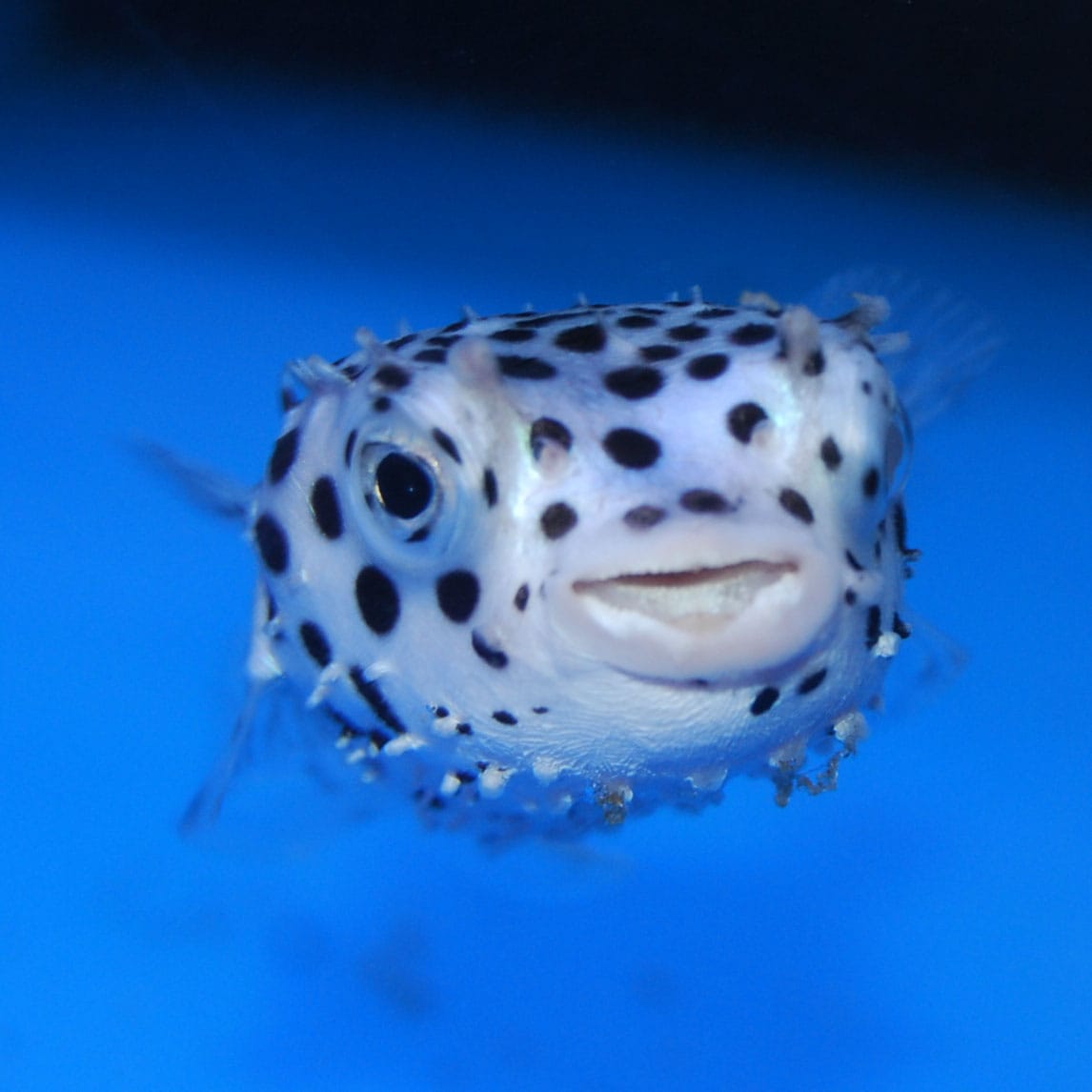 イシガキフグ【国産ブリード】【世界初養殖個体】 | 海水魚図鑑（過去