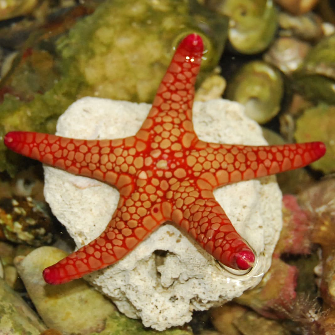 アミメジュズベリヒトデsp 近海産 海水魚 ヒトデ シダ やどかり屋
