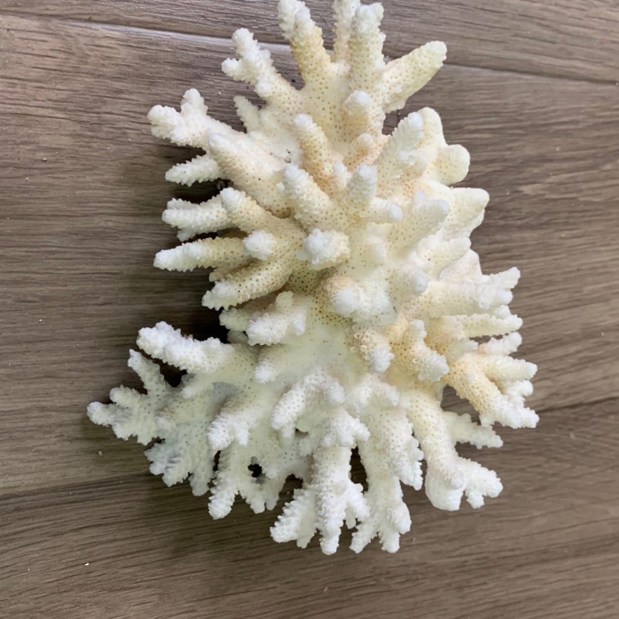 天然飾りサンゴ【001】 | オカヤドカリ飼育用品,シェルター・遊び場