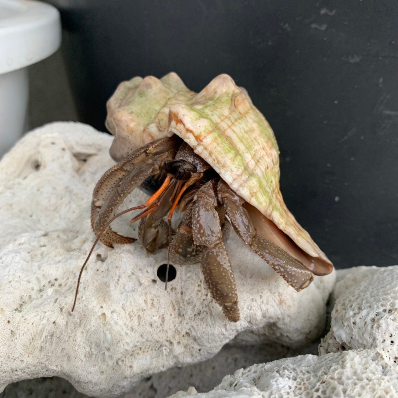Yadokari　やどかり 自然のイトマキボラにはいっているオカヤドカリ10cm | 海水魚図鑑
