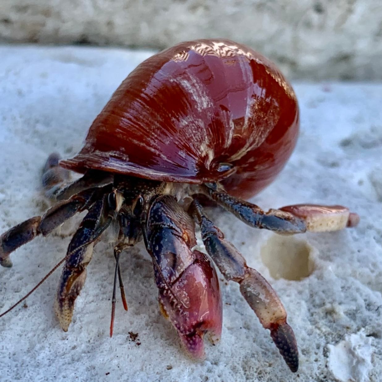 マイマイにはいっているムラサキオカヤドカリMサイズ【写真の個体