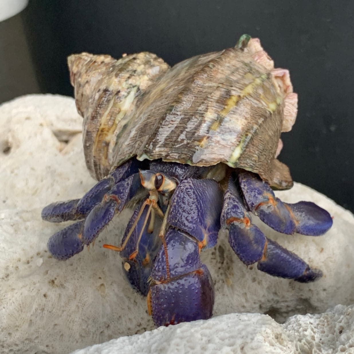 Yadokari　やどかり サザエにお着換えしてくれたムラサキオカヤドカリさん | 海水魚図鑑