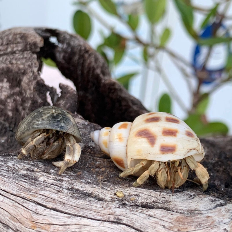 オカヤドカリ生体 Sサイズ 1匹 沖縄の砂 オカヤドカリ生体 Sサイズ 1匹 沖縄の砂