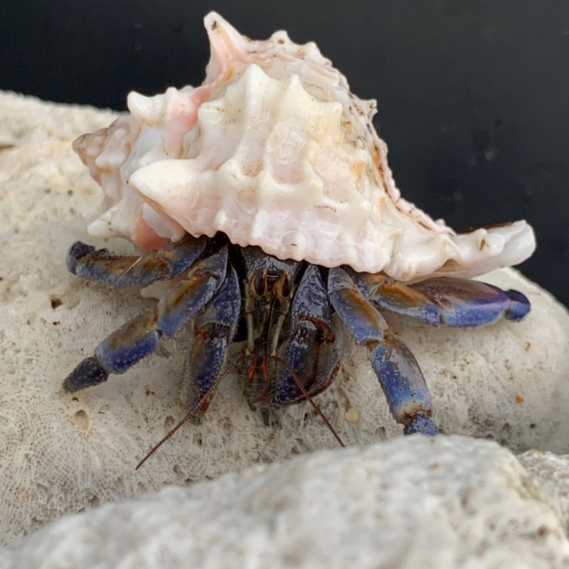 クレナイガンゼキボラにはいっているムラサキオカヤドカリ 6 5ｃｍ 沖縄産 オカヤドカリ オカヤドカリl 海水魚ショップ やどかり屋