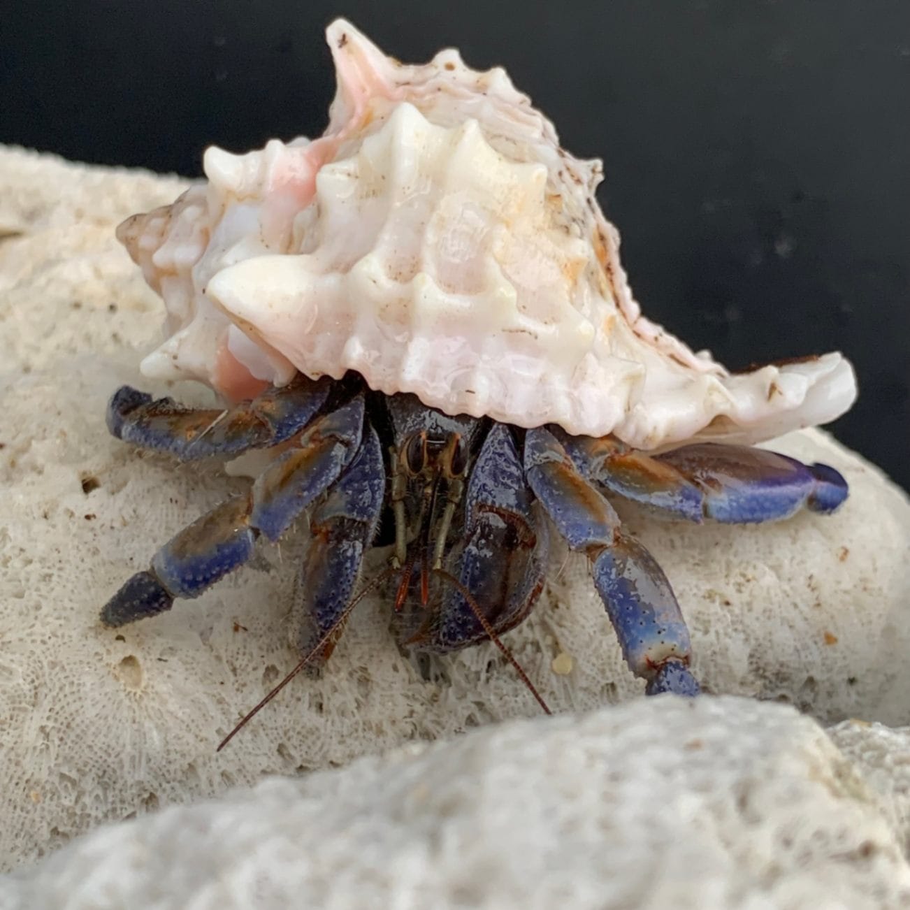 クレナイガンゼキボラにはいっているムラサキオカヤドカリ 6cm