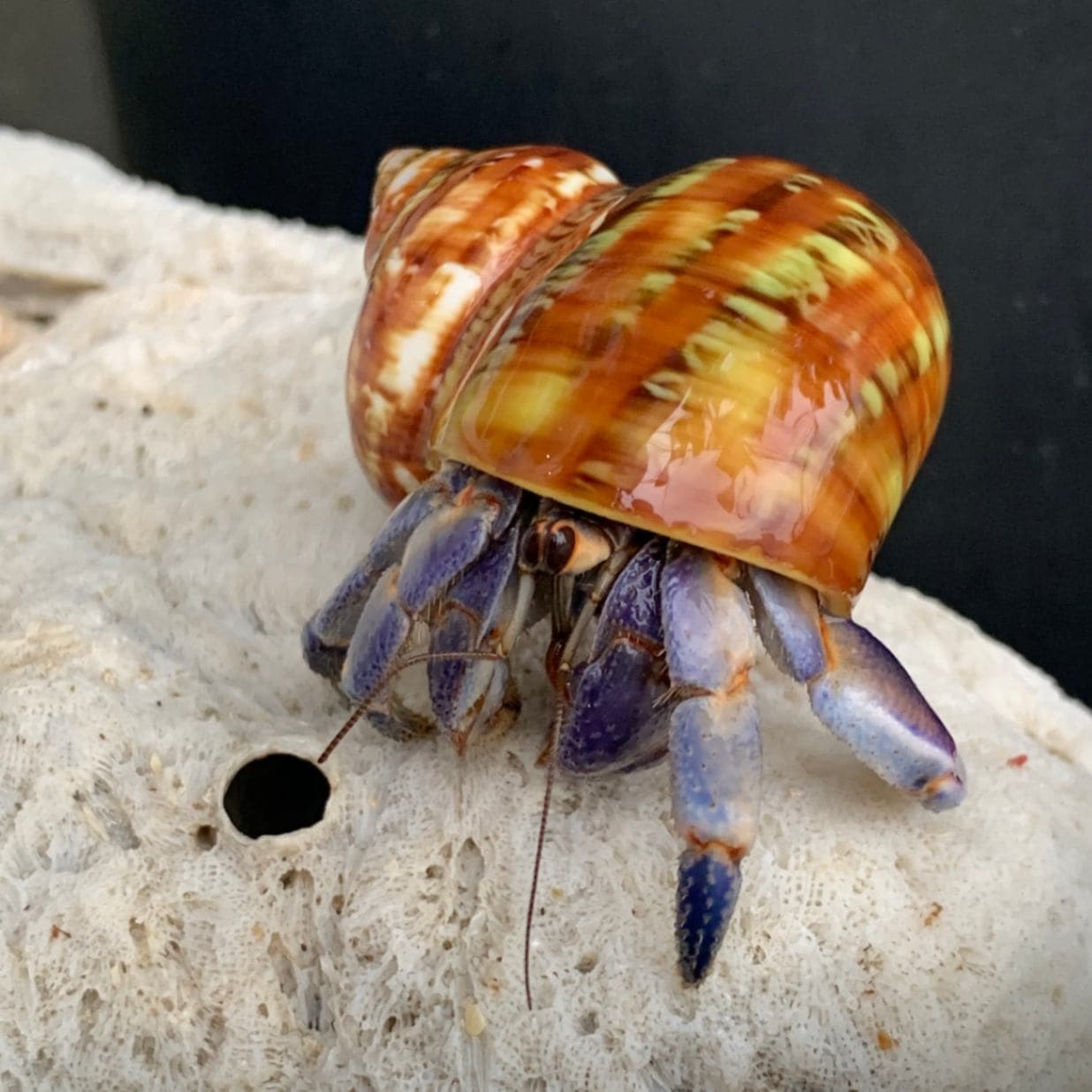 おしゃれ貝殻にはいっているムラサキオカヤドカリ イメージです