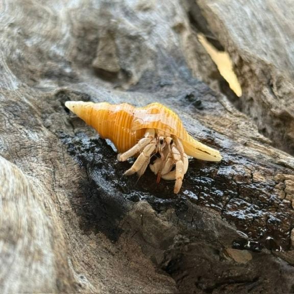 横長貝殻に入っている白っぽいムラサキオカヤドカリ【4.3cm】【写真の