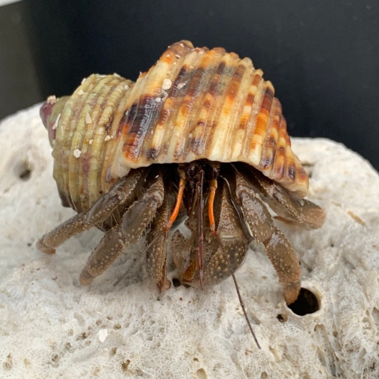 オカヤドカリ小さめ 4 6ｃｍ すべての商品 やどかり屋