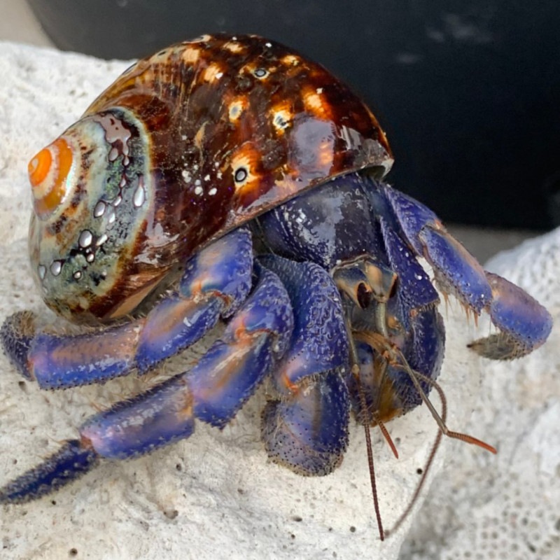 ミドリサザエにはいっている白いムラサキオカヤドカリ 3.7cm【沖縄産