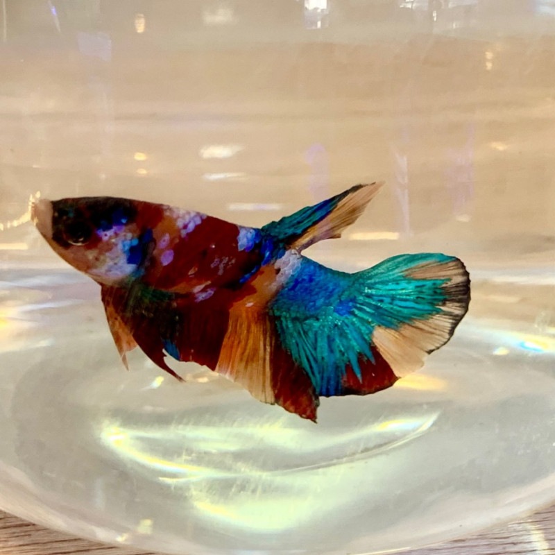 ハーフムーンコニュアの種のプロフィール