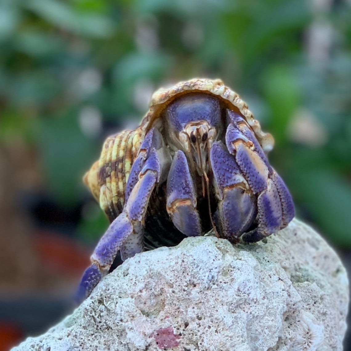 ムラサキオカヤドカリLLサイズ【沖縄産】【写真のヤドカリさん