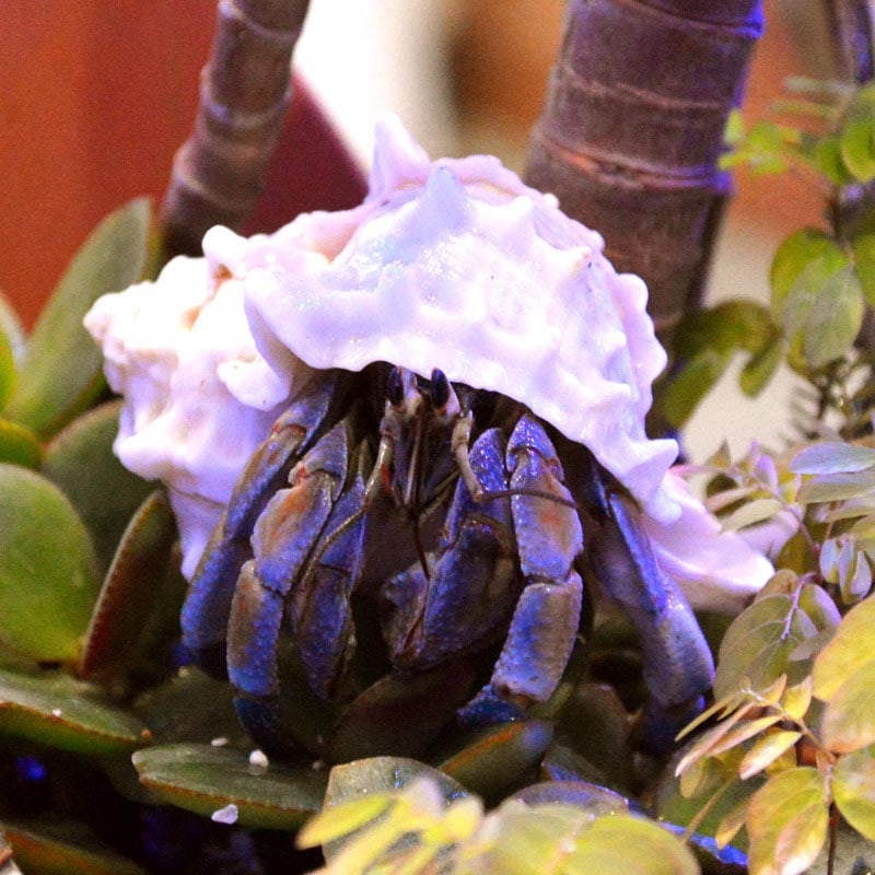 ムラサキオカヤドカリLLサイズ【沖縄産】 | 海水魚図鑑（過去