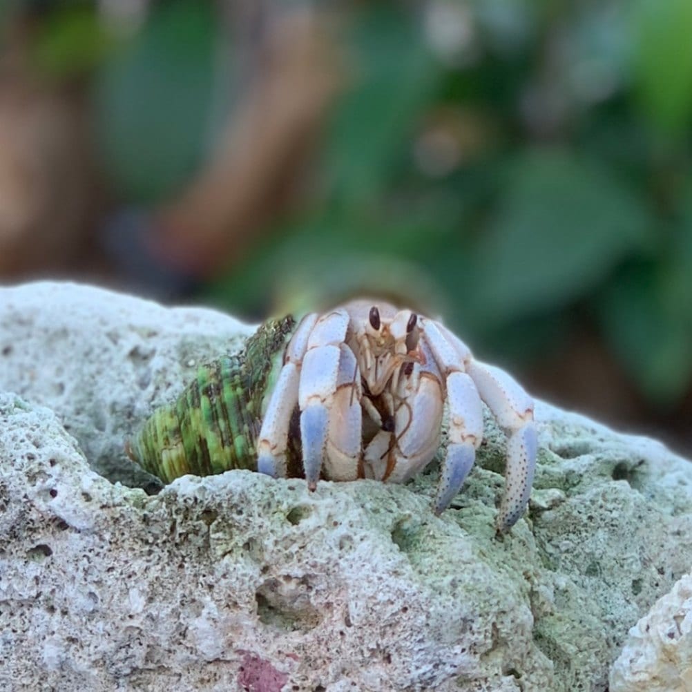 ホワイトブルーミドリサザエにはいっている白いムラサキ