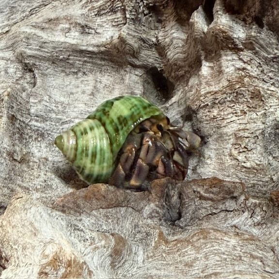 【ヤドカリ】 ヤワクダヤドカリ/𝑻𝒓𝒊𝒄𝒉𝒐𝒑𝒂𝒈𝒖𝒓𝒖𝒔