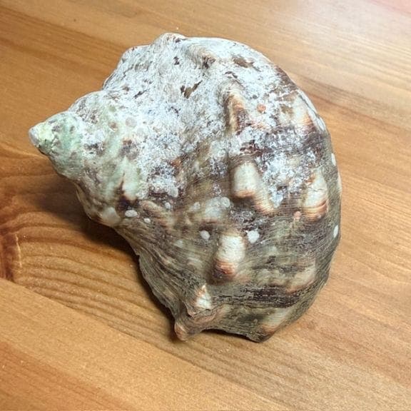 ヤコウガイ 約10cm【画像ありサブ画像のご確認よろしくお願いします