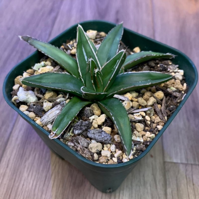 アカベ 姫笹の雪 親子でデビュー アガベ 