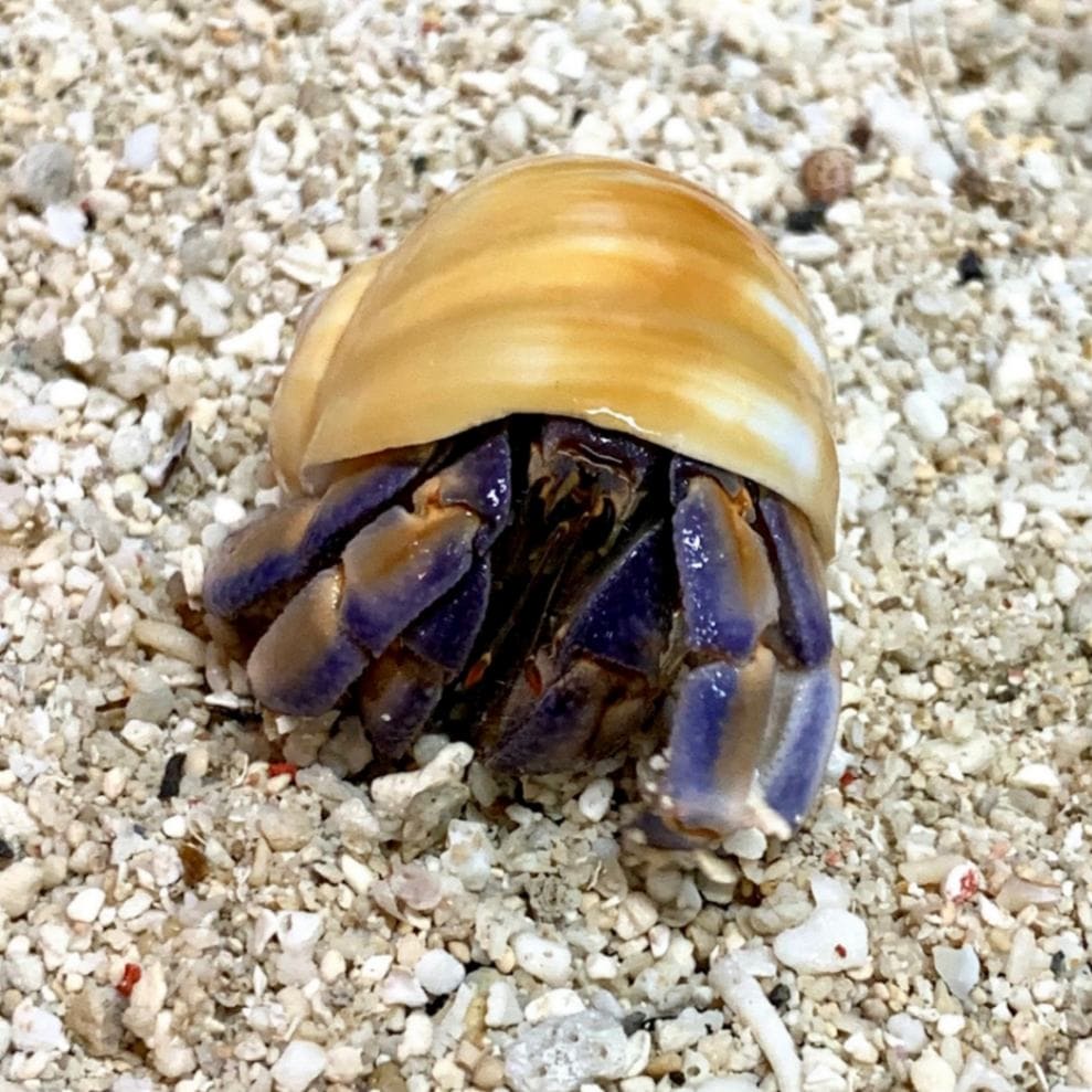 コハクダマ貝殻にはいっているムラサキオカヤドカリさん貝殻幅4cm