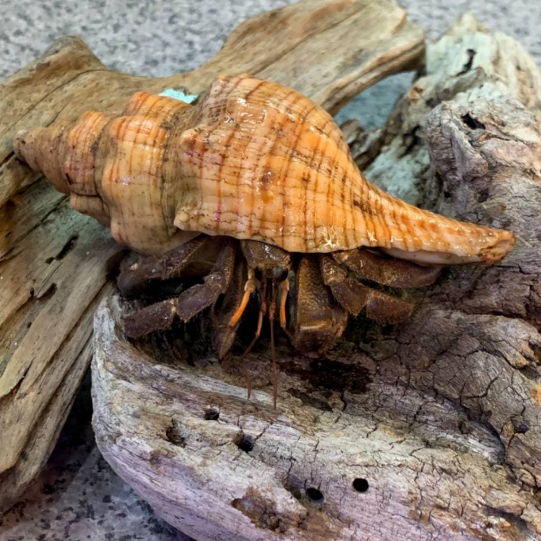 ヒメイトマキボラ貝殻にはいっているオカヤドカリさん13cm | 海水魚