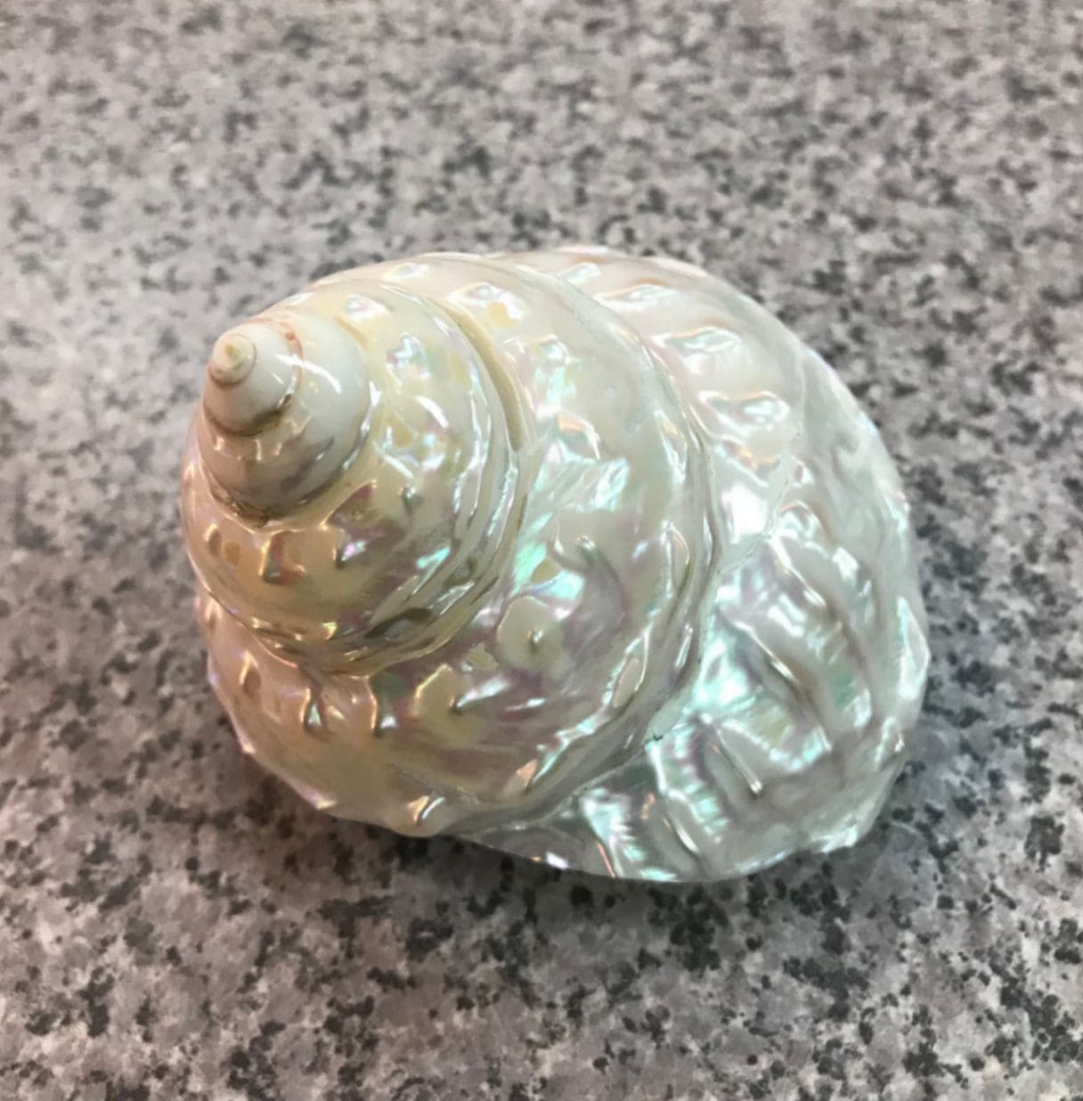 貝殻　標本　ナミジワターバン ナミジワターバンガイ（パール磨）7cm | 貝殻 | やどかり屋