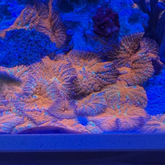 サンゴ礁の魚 2冊まとめ売り サンゴ礁の魚 2冊まとめ売り