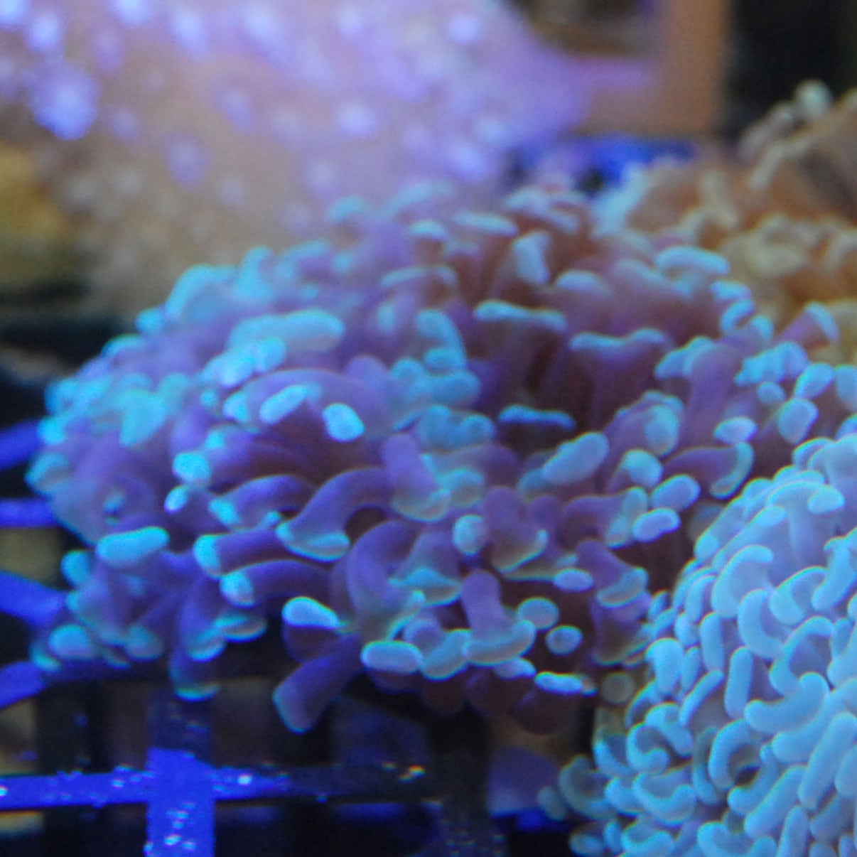 新しい季節 ナガレハナサンゴ【02660】 | 海水魚図鑑（過去入荷）,サンゴ その他