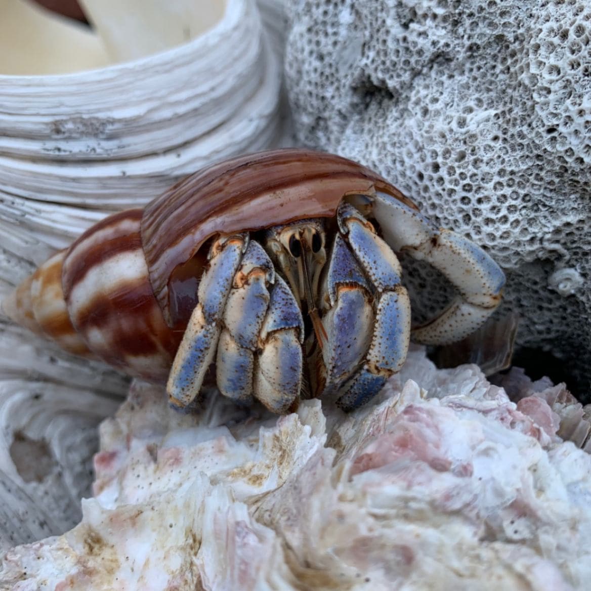 ムラサキオカヤドカリ【2Lサイズ】 | 海水魚図鑑（過去入荷