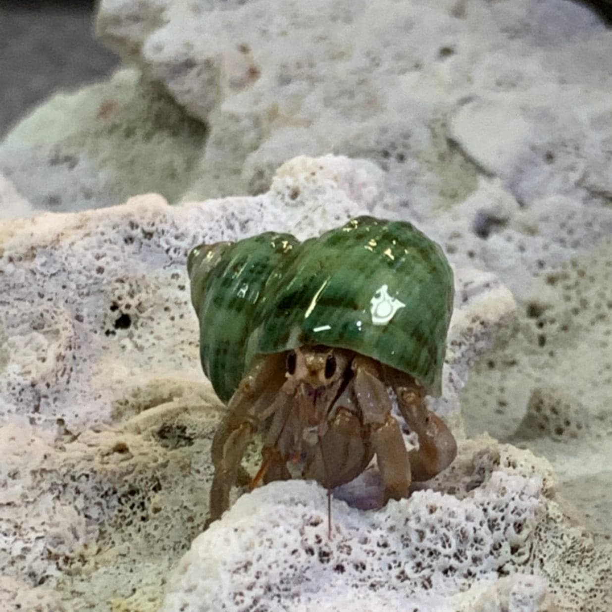 緑サザエ写真のオカヤドカリさん貝殻幅2.2cm | 海水魚図鑑（過去入荷