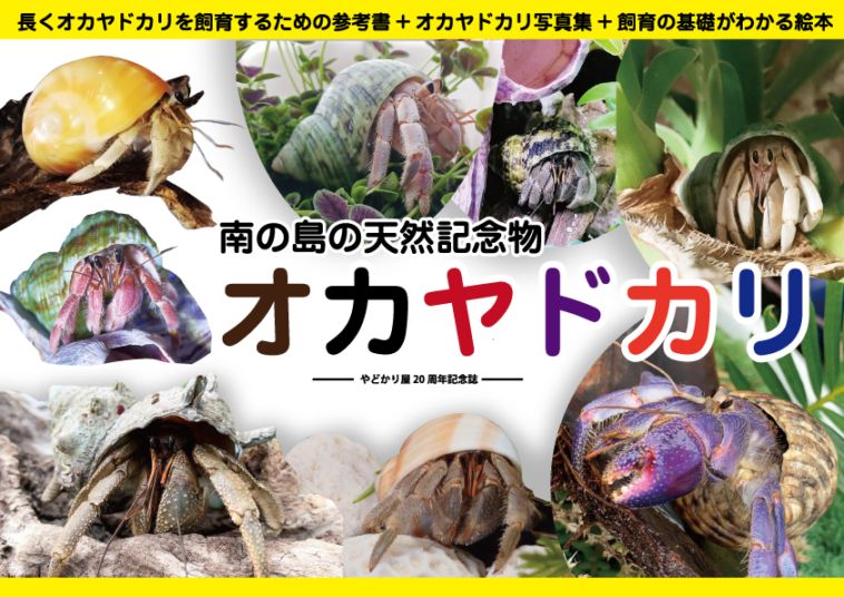 ムラサキオカヤドカリ【2.6-4cm】【Mサイズ】【イメージ
