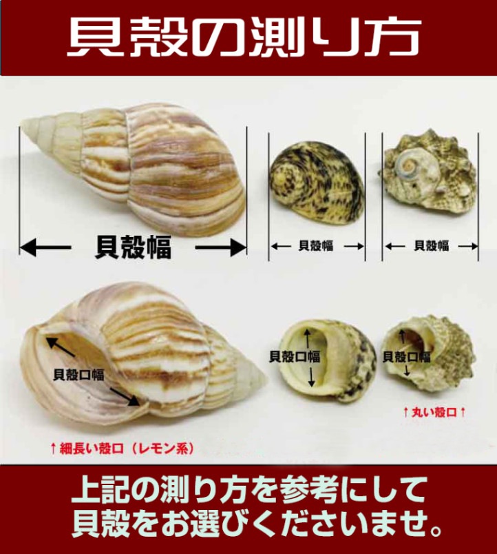 緑サザエ写真のムラサキオカヤドカリさん貝殻幅4cm | 海水魚図鑑