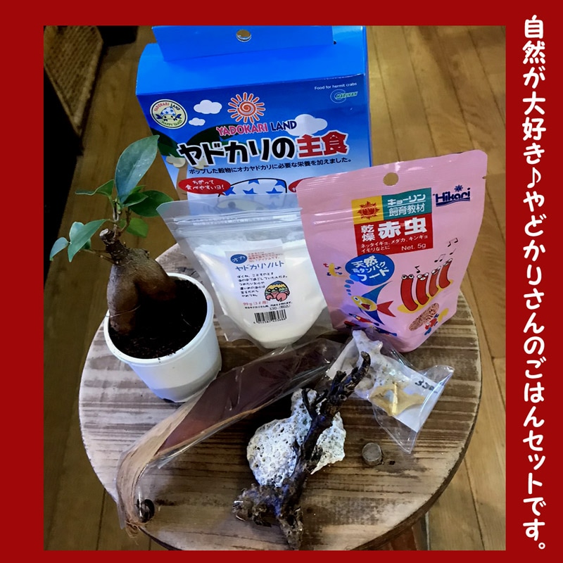 貝殻製の網掛けデザイン 42cm 緑サザエ写真のムラサキオカヤドカリさん貝殻幅4cm | 海水魚図鑑