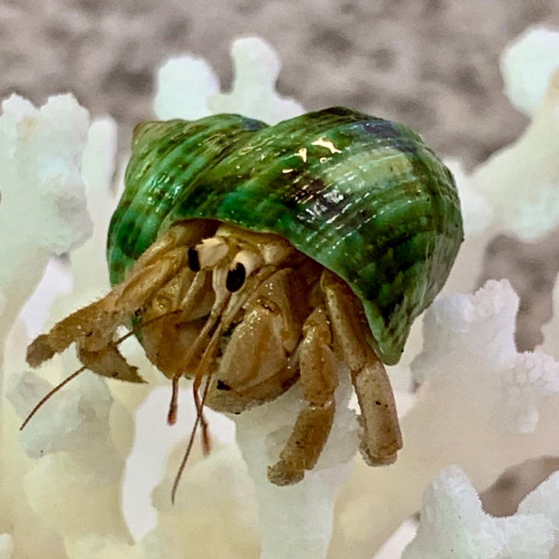 白っぽいの写真の緑サザエにお着換えしたムラサキオカヤドカリさん