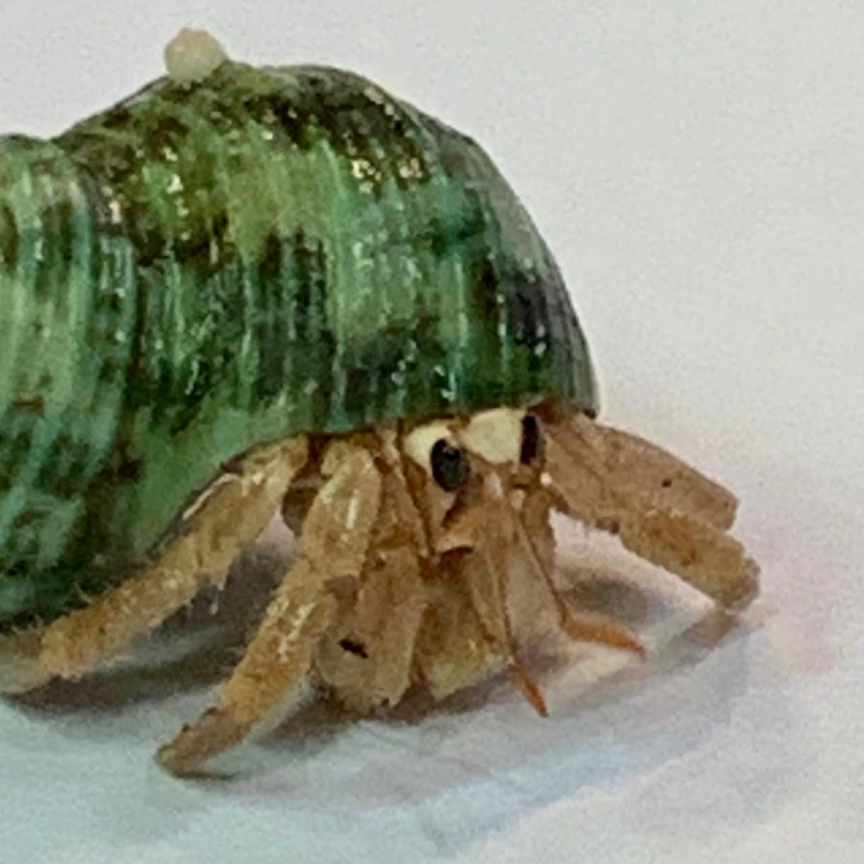 白っぽいの写真の緑サザエにお着換えしたムラサキオカヤドカリさん