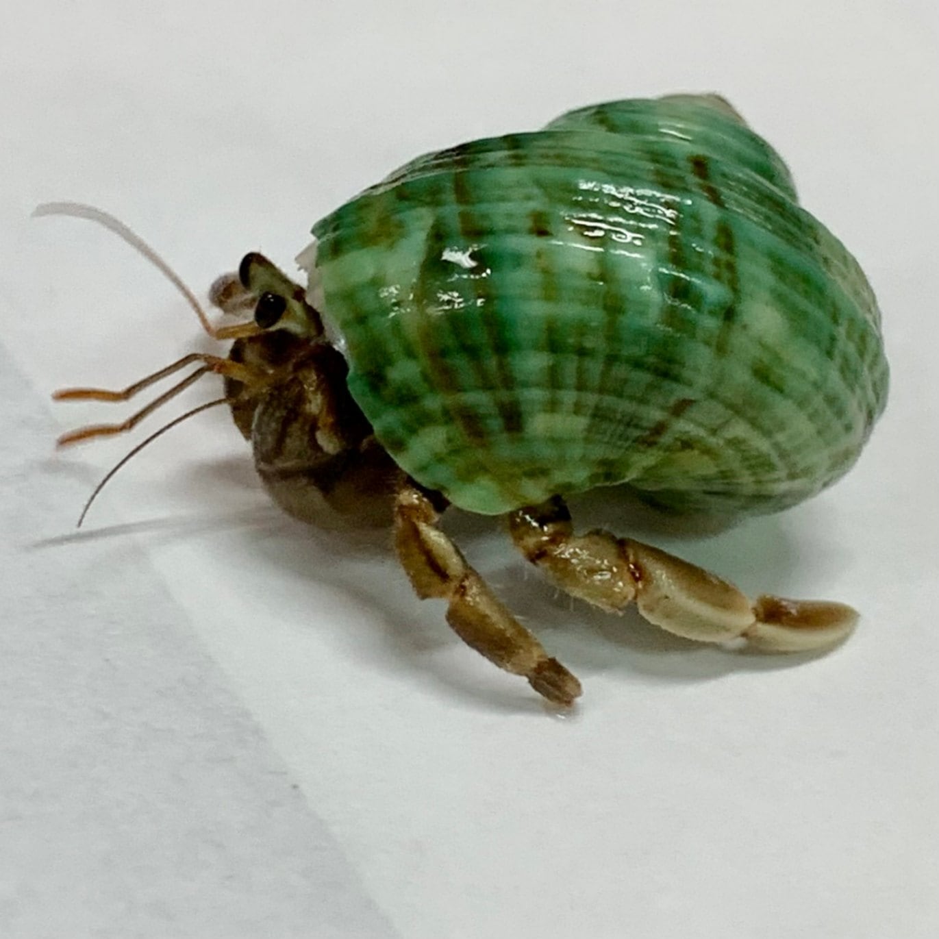 サガリページ 教材ザリガニのエサ＜ザリガニ・ヤドカリ・カニに＞｜甲殻類のエサ